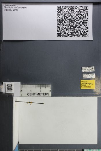 Media type: image;   Entomology 587262